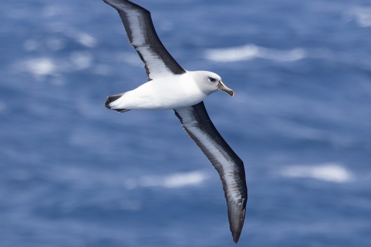 Boz Başlı Albatros - ML643963180