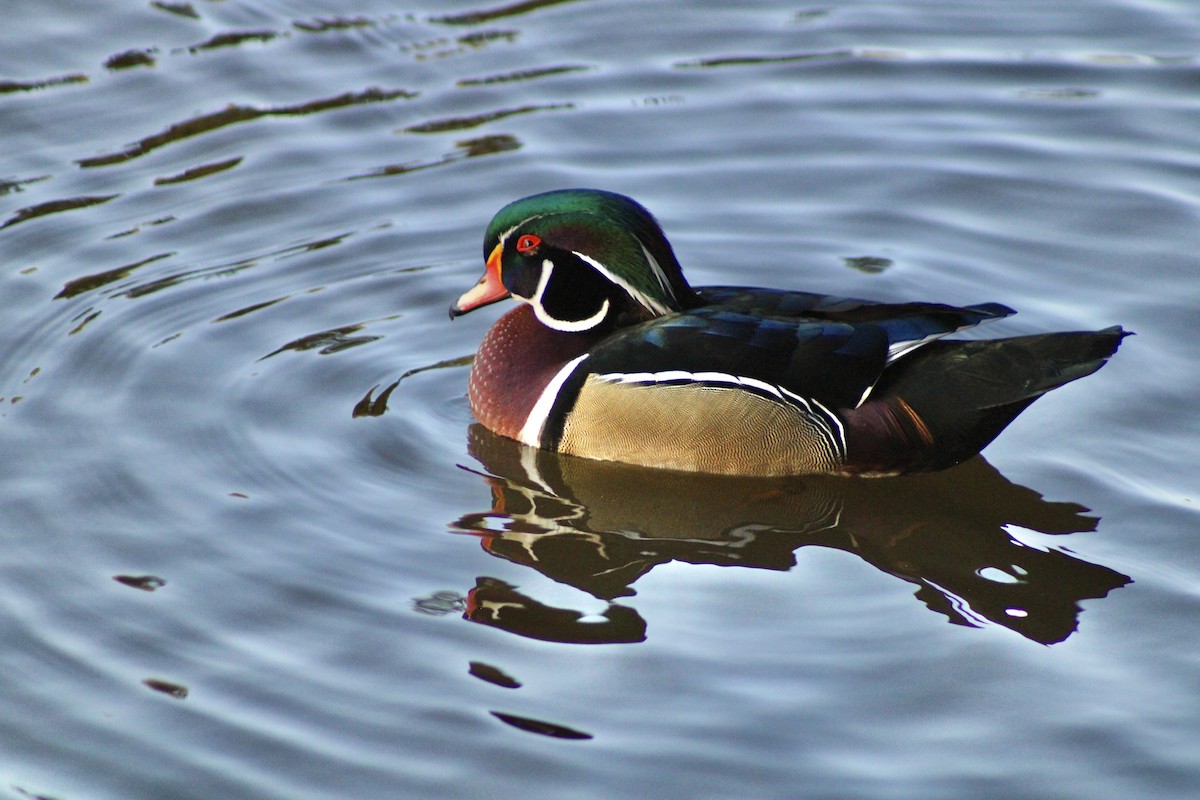 Wood Duck - ML643963188