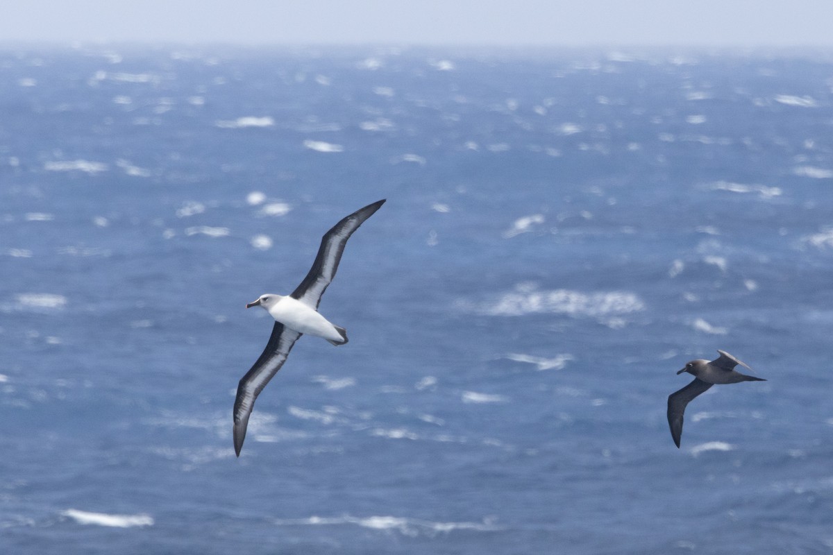 Boz Başlı Albatros - ML643963189