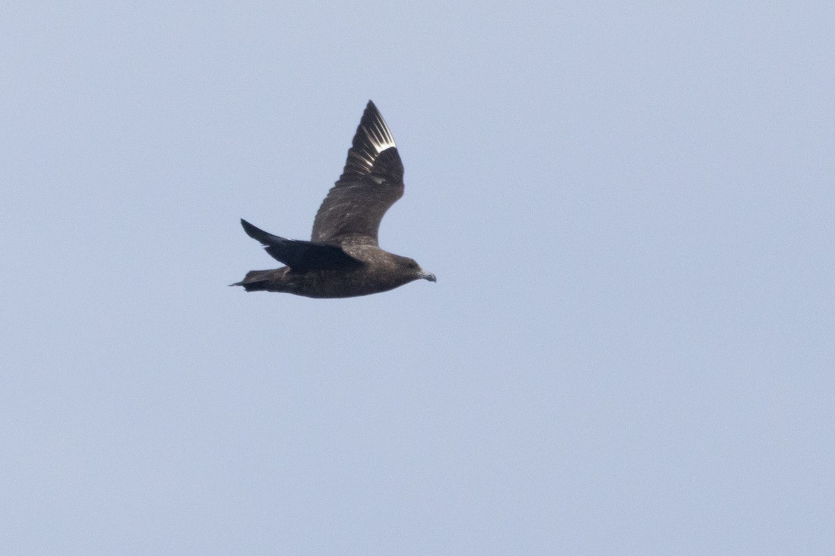 Brown Skua - ML643963191