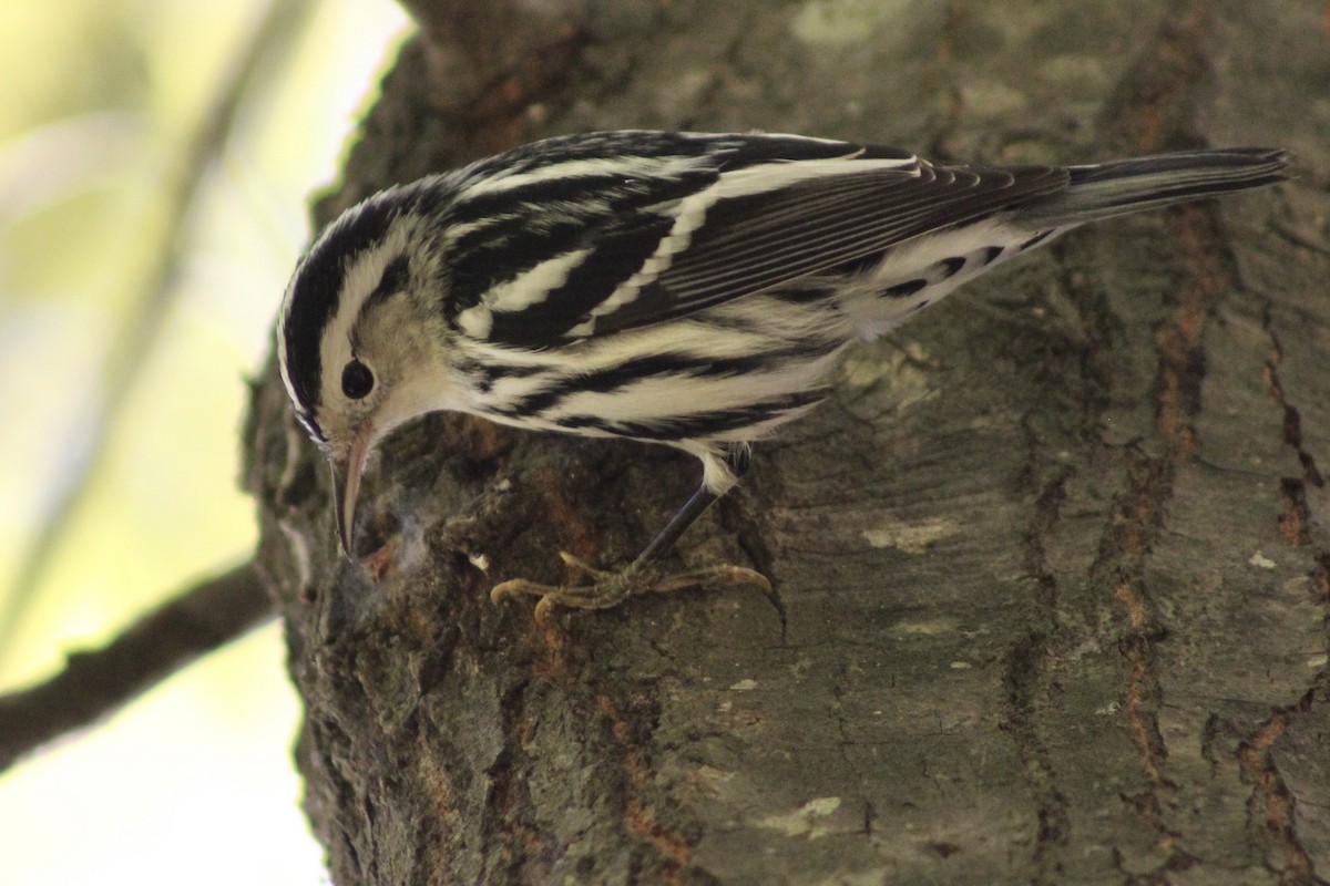 Black-and-white Warbler - ML643963192