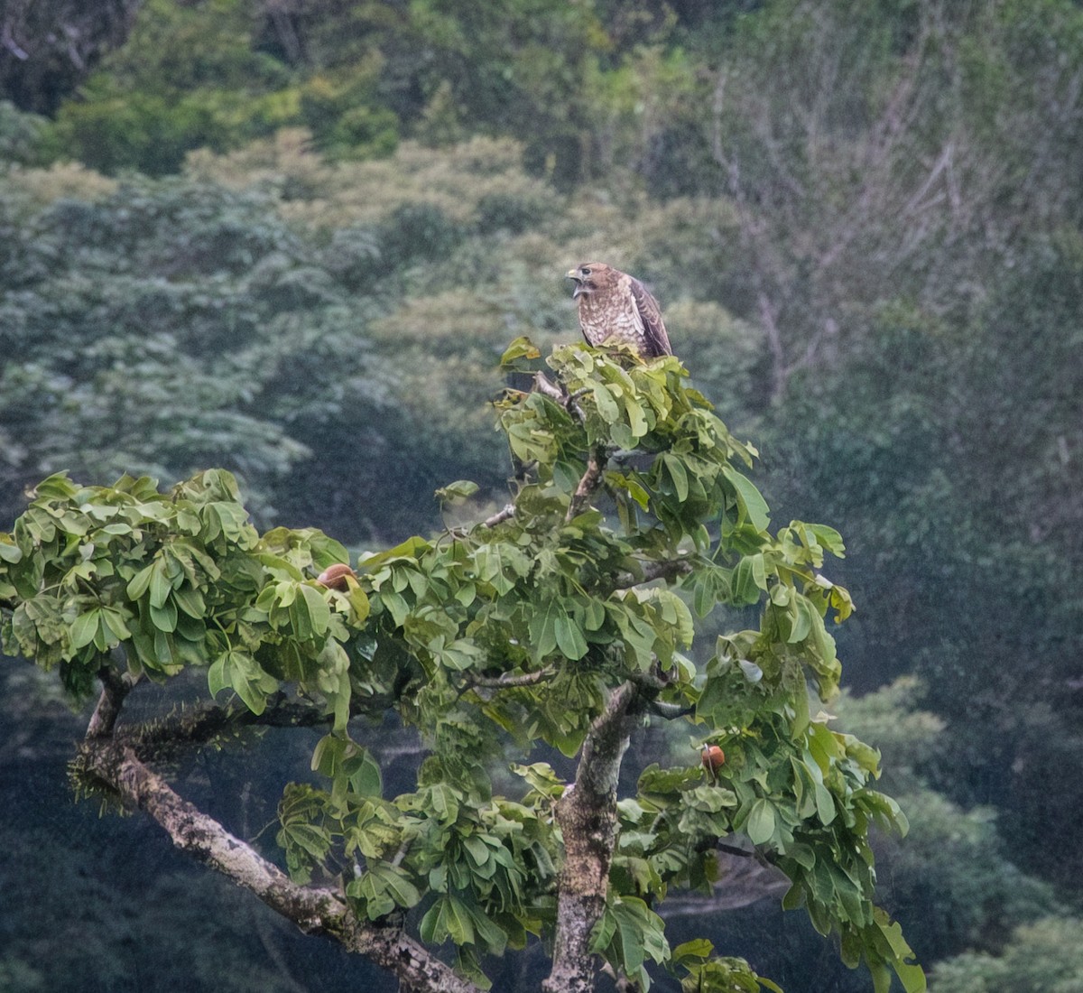 Broad-winged Hawk - ML643963211