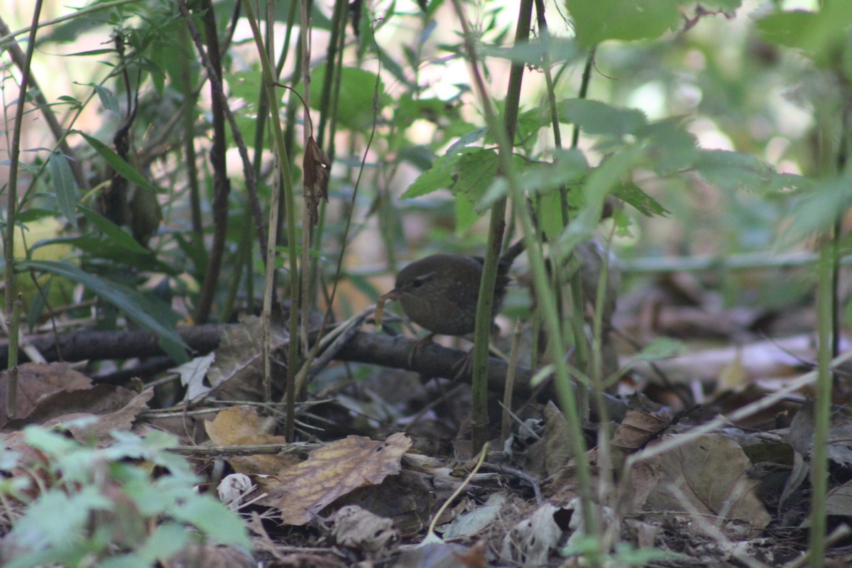 Winter Wren - ML643963212