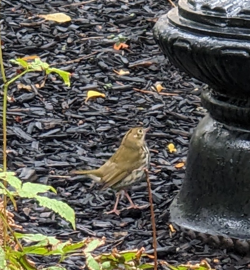 Ovenbird - ML643963244