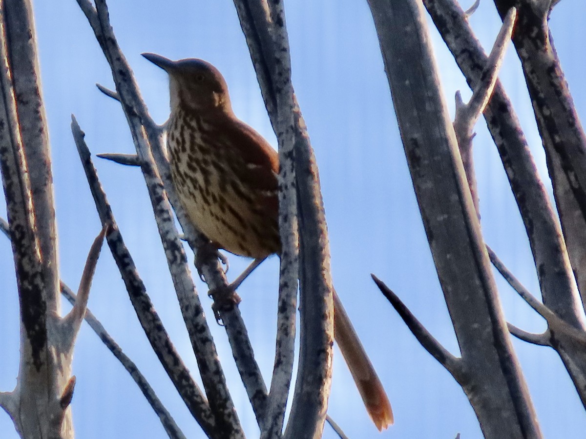 brunspottefugl - ML643963247