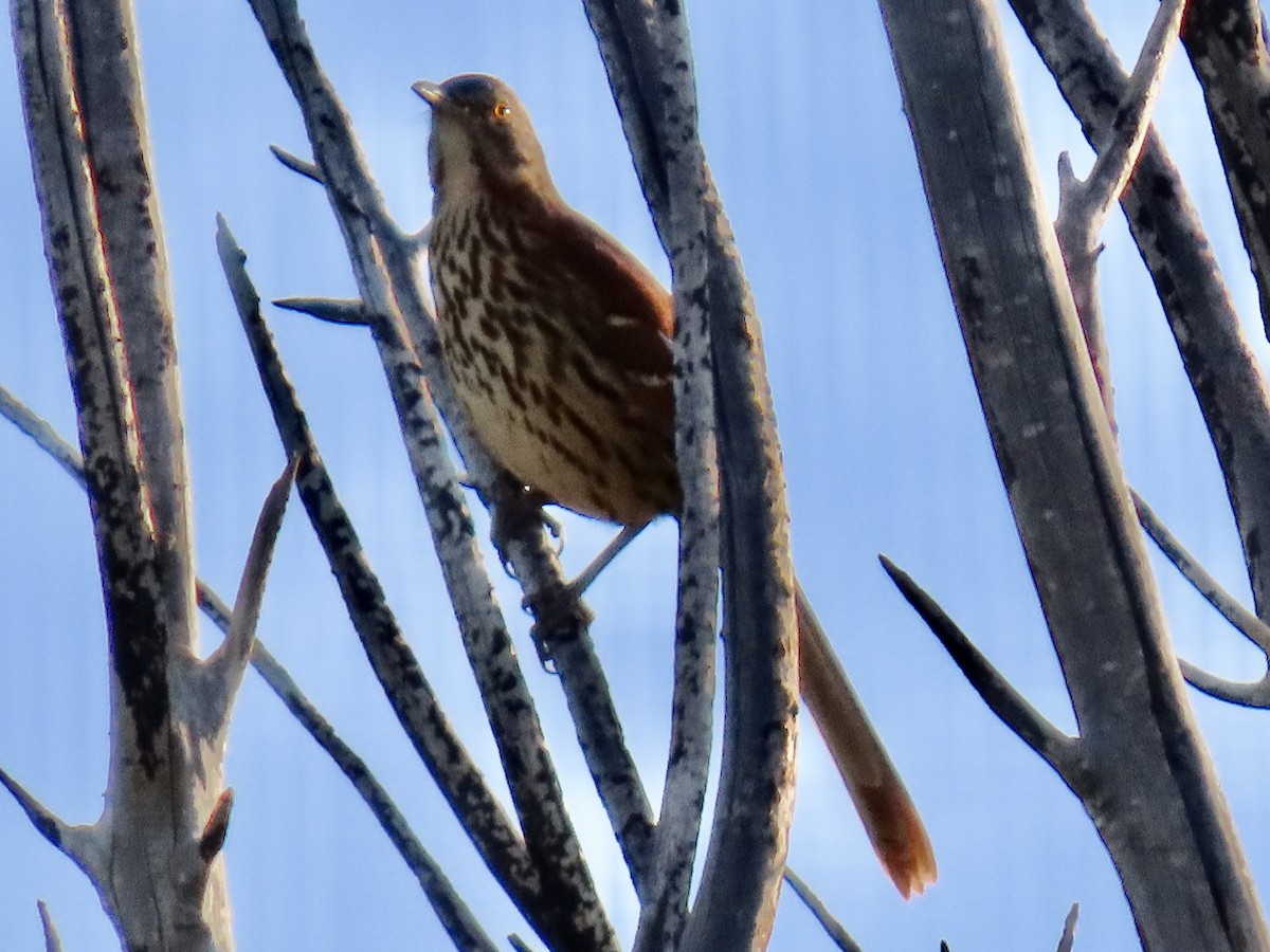 brunspottefugl - ML643963252