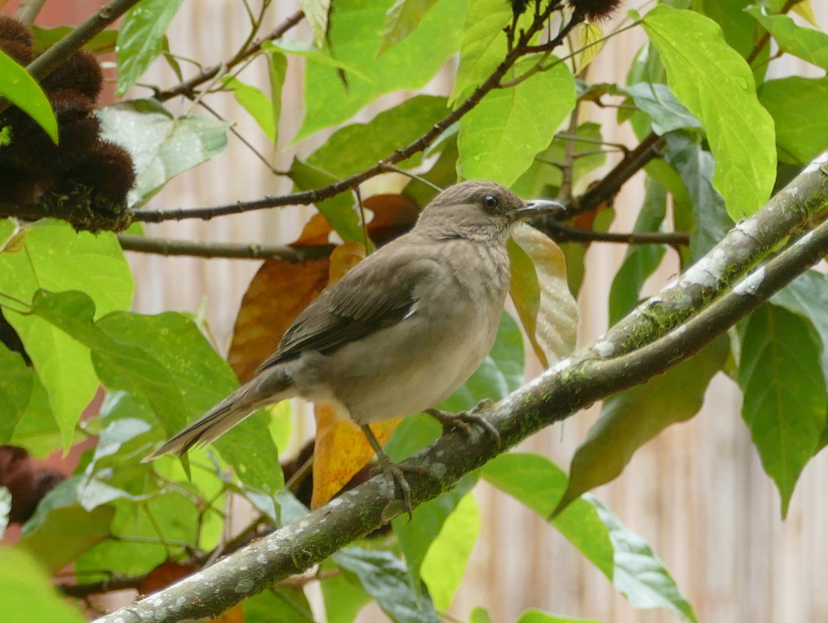Black-billed Thrush (Amazonian) - ML643963303