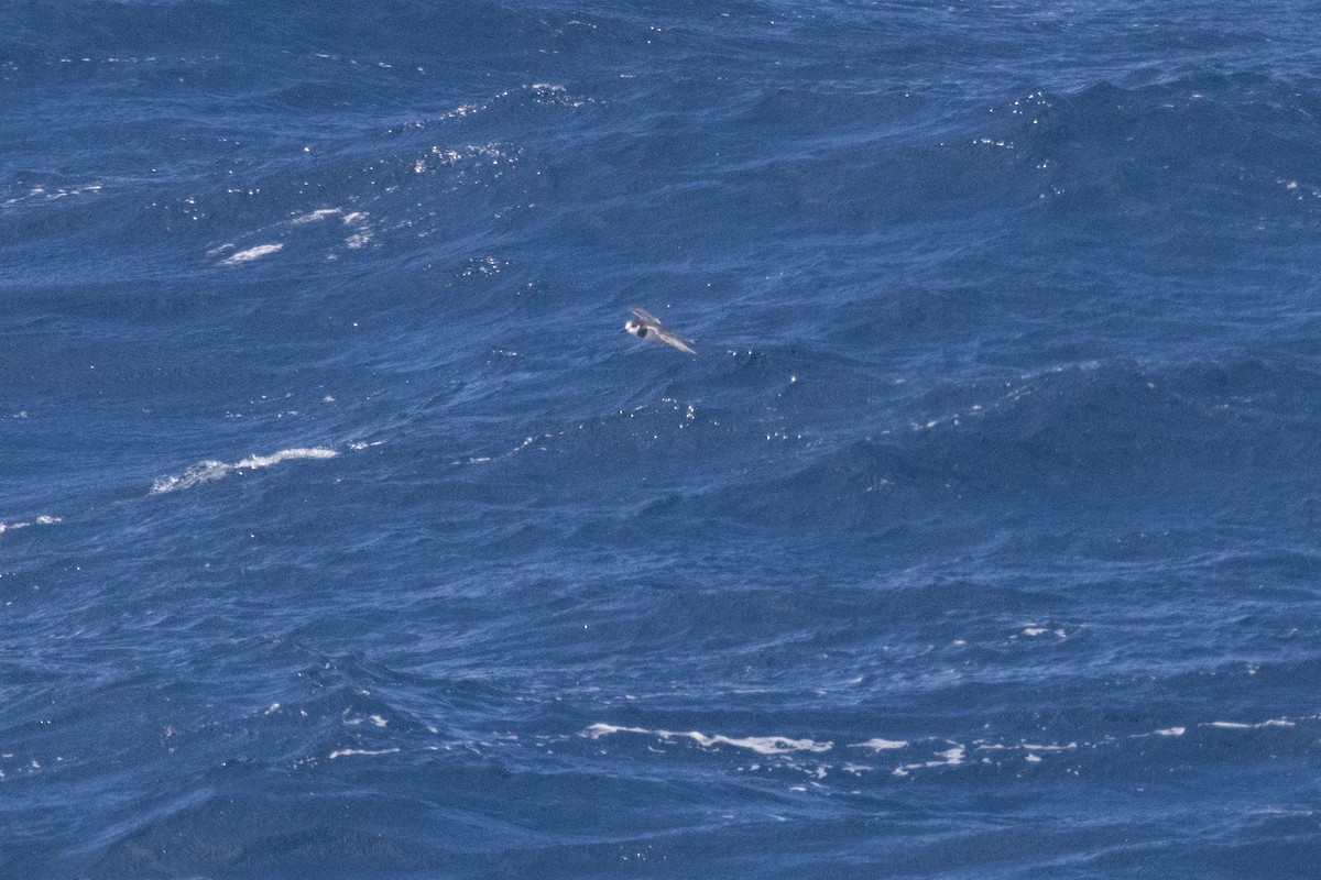 Blue Petrel - ML643963308