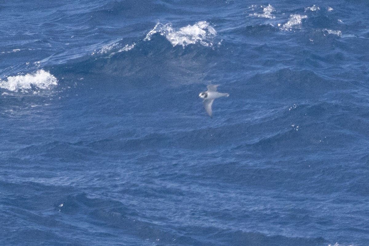 Blue Petrel - ML643963309