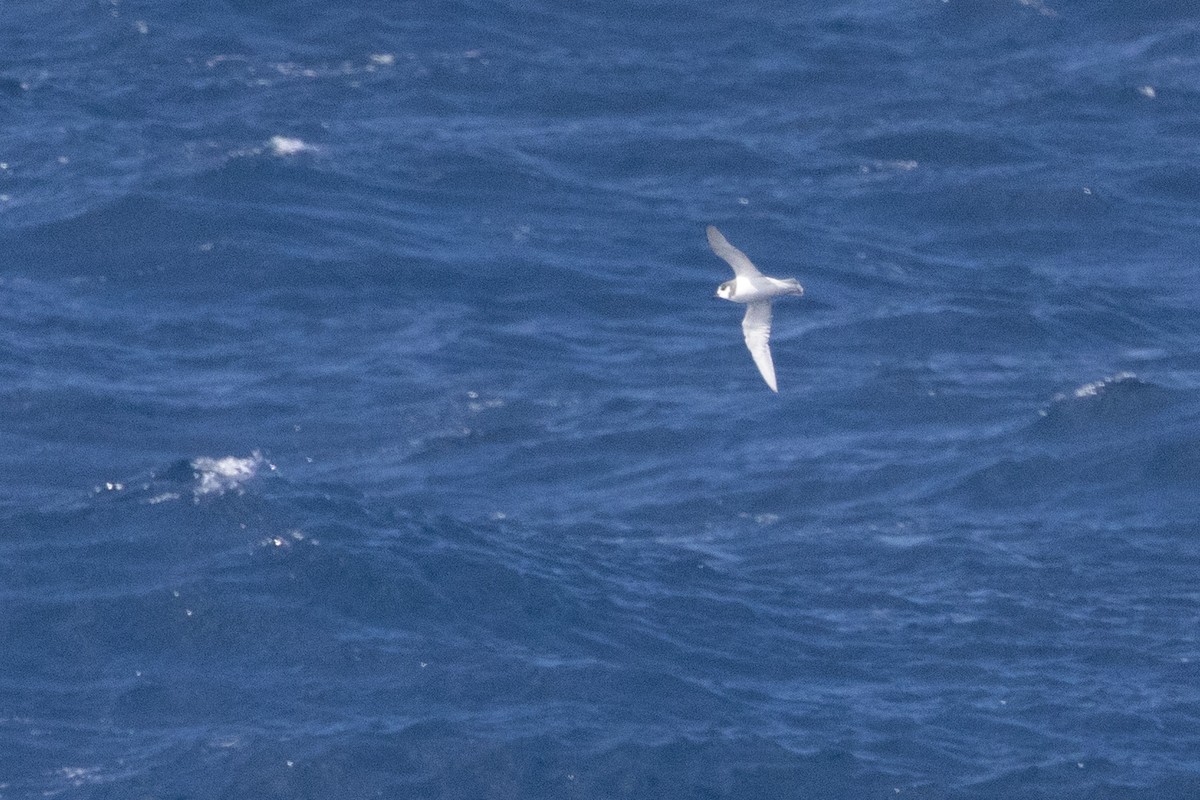 Blue Petrel - ML643963310