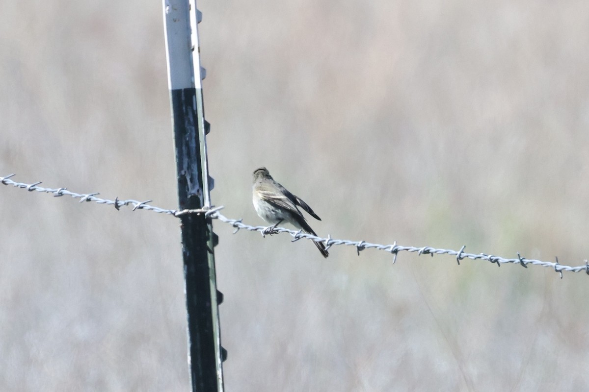 Moucherolle gris - ML643963312