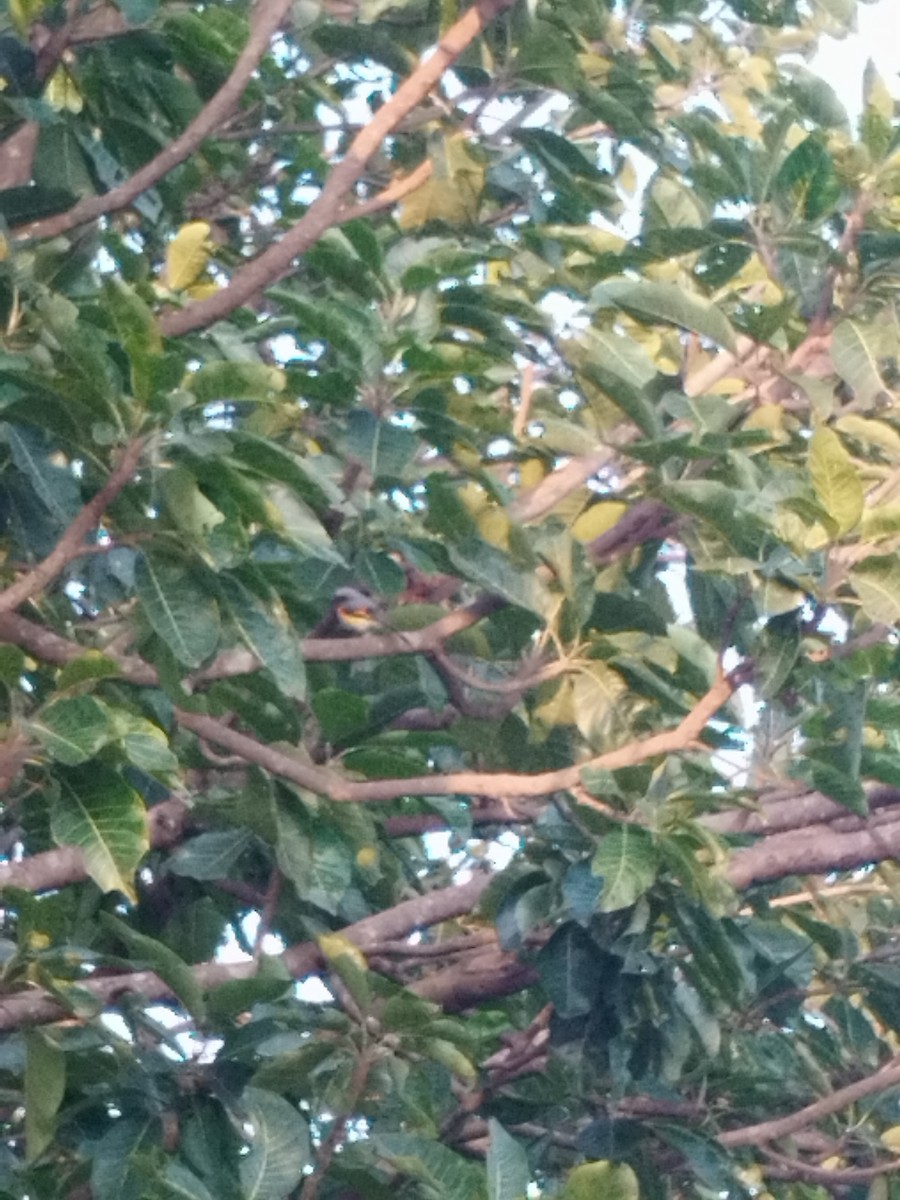 Small Minivet - ML643963318