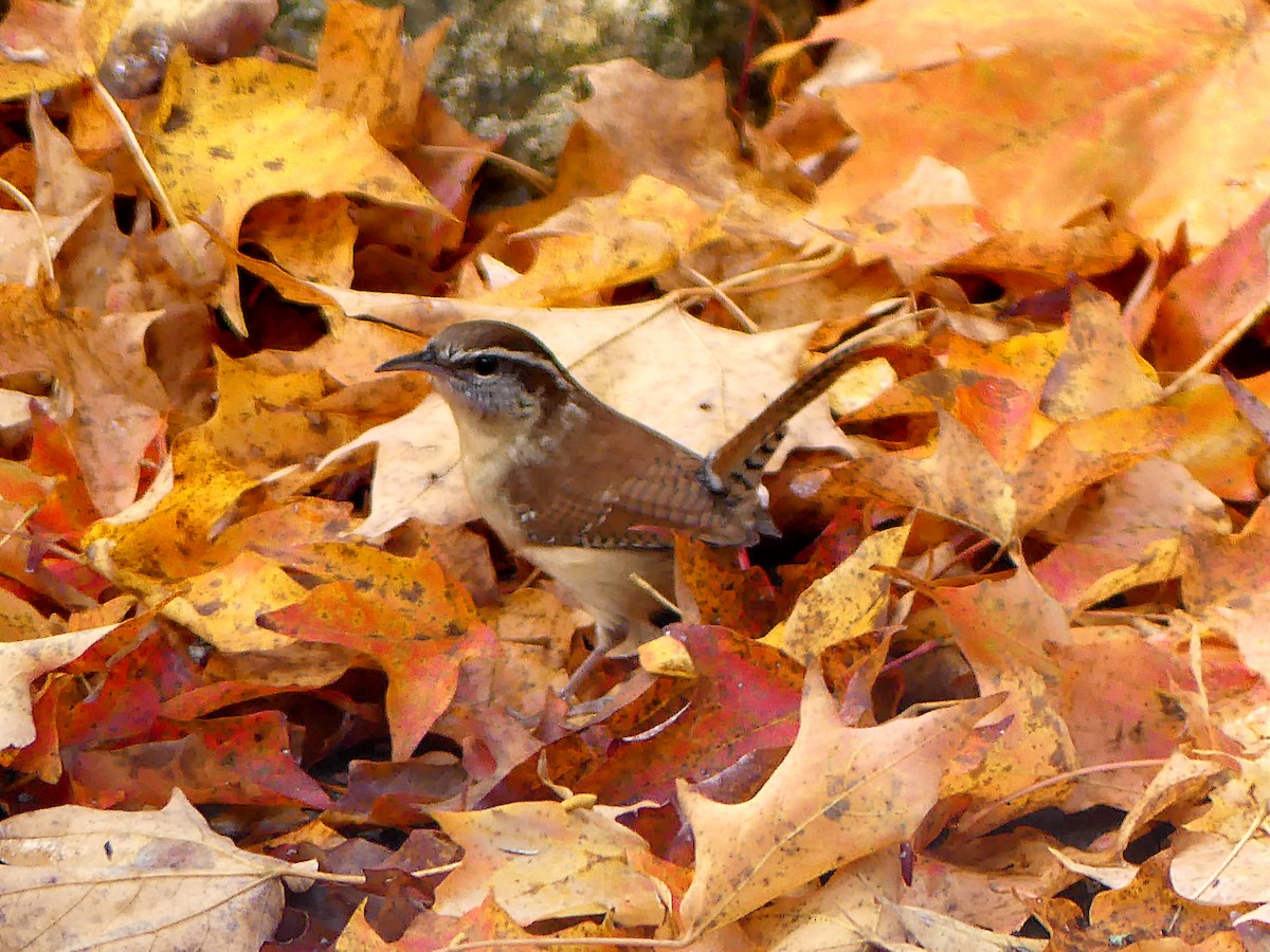 Carolina Wren - ML643963319