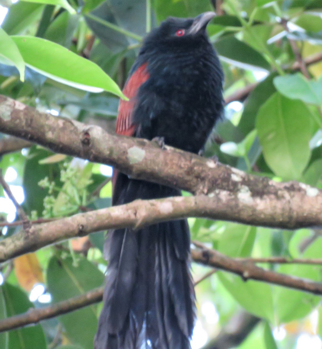 Malagasy Coucal - ML643963325