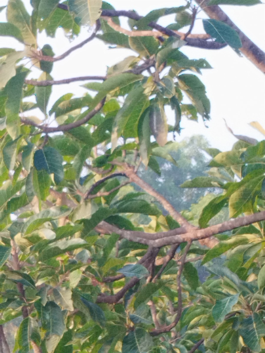 Golden-fronted Leafbird - ML643963330