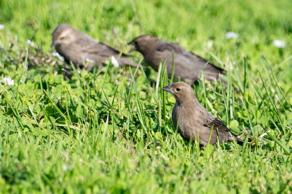 Brown-headed Cowbird - ML643963336