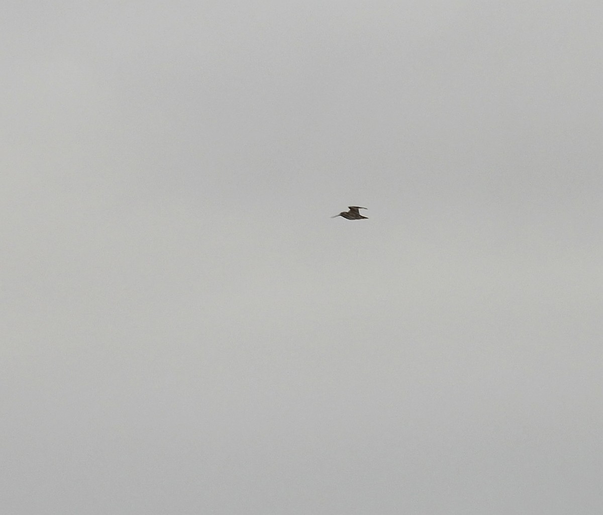 Wilson's Snipe - ML643963339