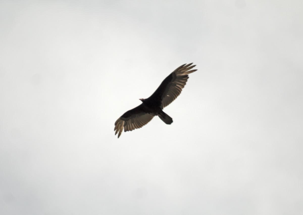 Turkey Vulture - ML643963348