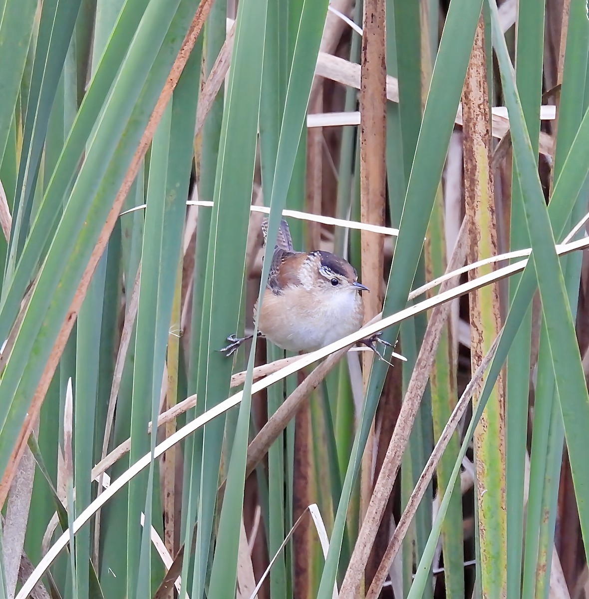 Marsh Wren - ML643963350