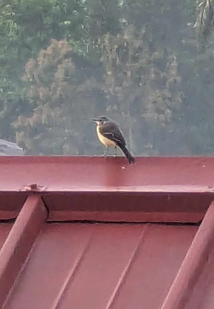 Madagascar Wagtail - ML643963351