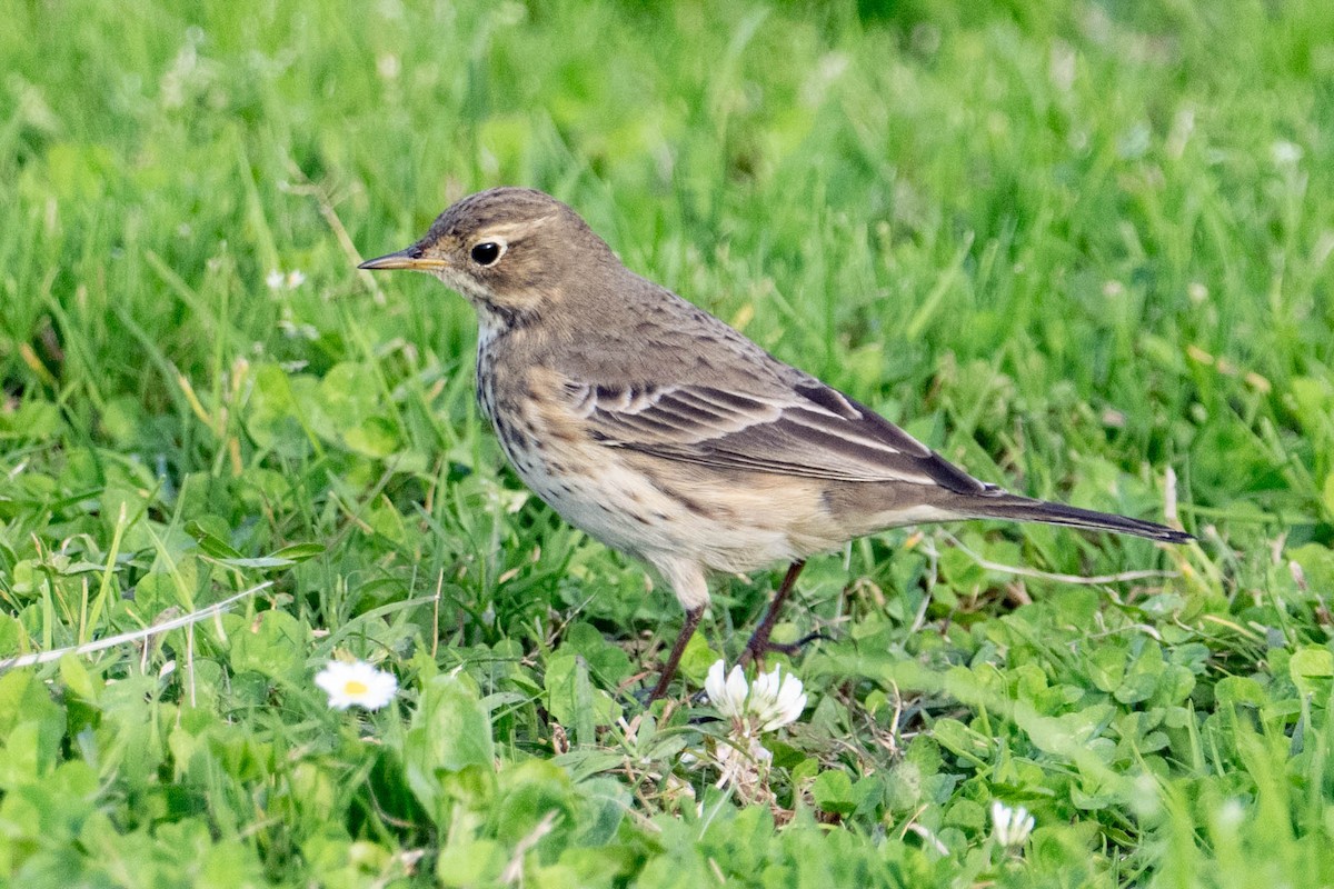 American Pipit - ML643963352
