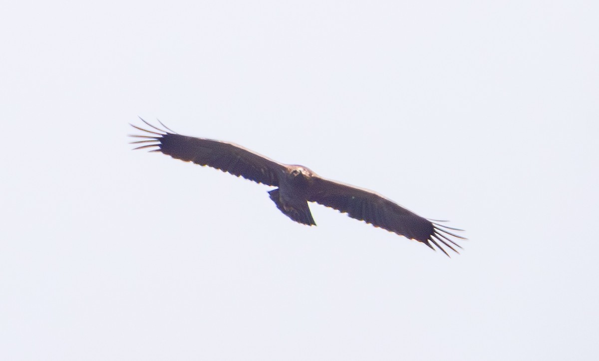 עיט חורש - ML643963357