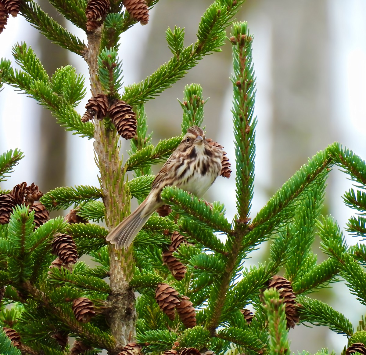 Song Sparrow - ML643963362