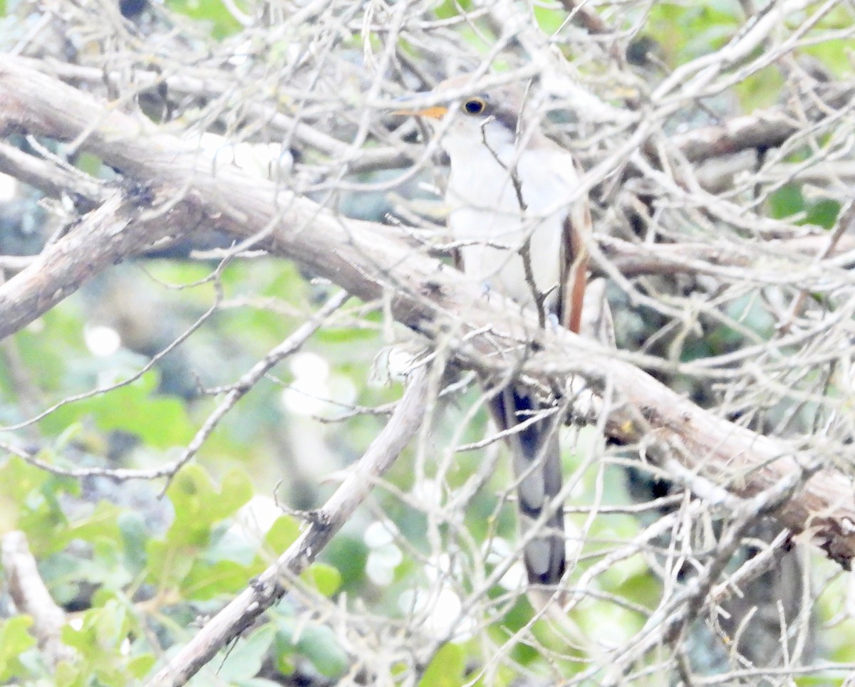 Yellow-billed Cuckoo - ML643963363