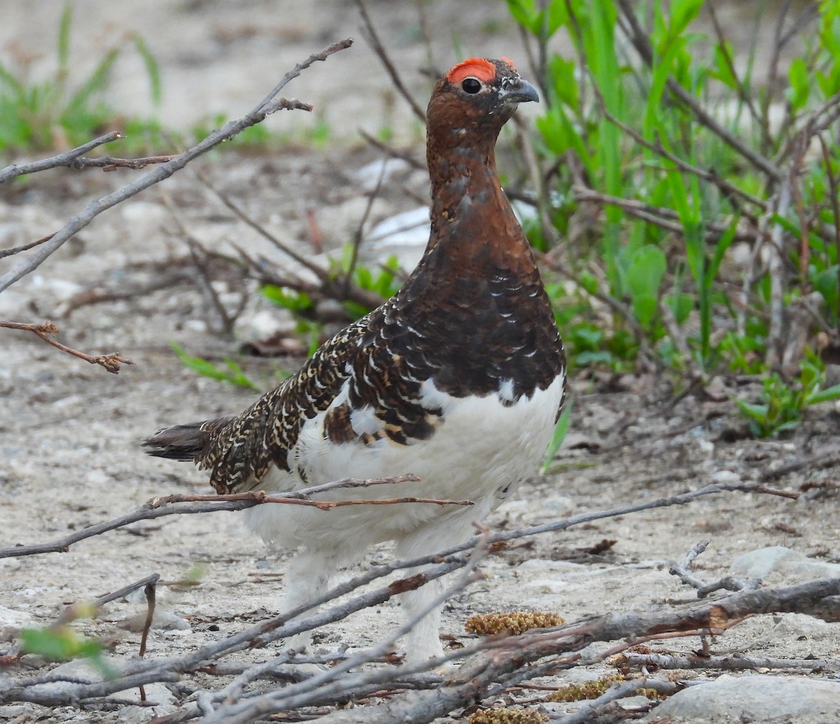 Willow Ptarmigan - ML643963370