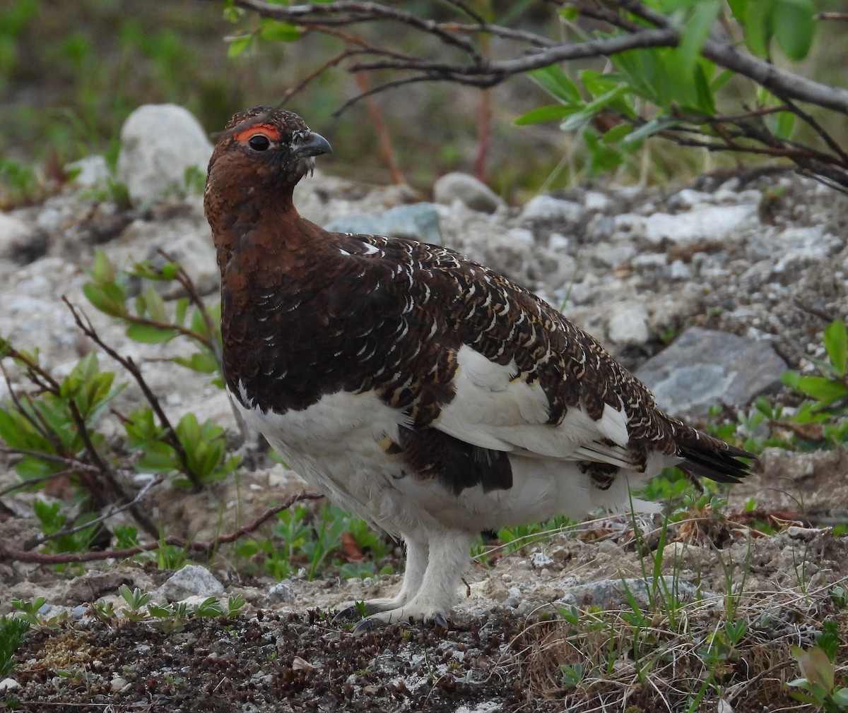 Willow Ptarmigan - ML643963371