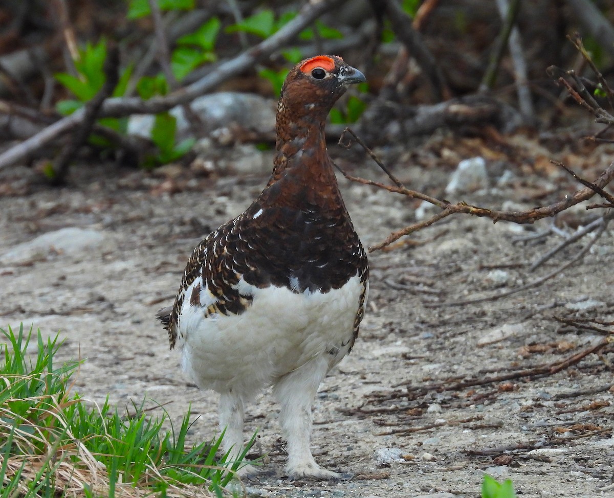Willow Ptarmigan - ML643963372
