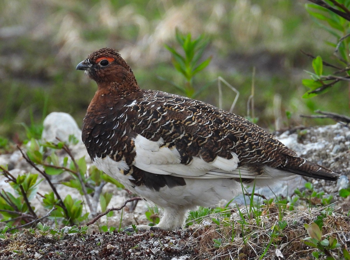 Willow Ptarmigan - ML643963374