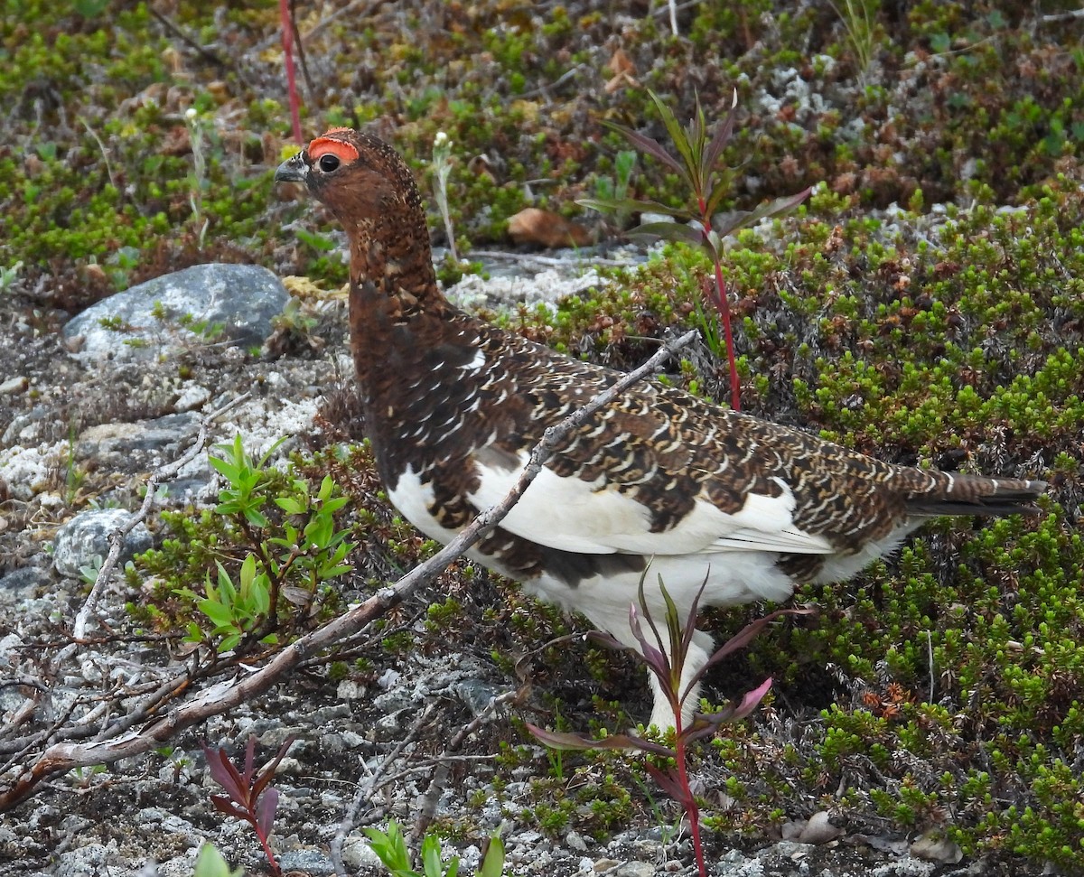 Willow Ptarmigan - ML643963375