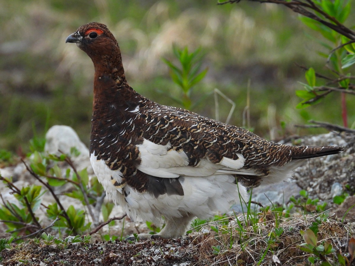Willow Ptarmigan - ML643963376