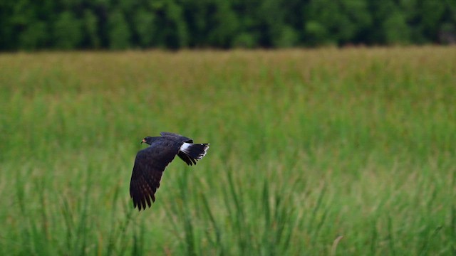 Snail Kite - ML643963377