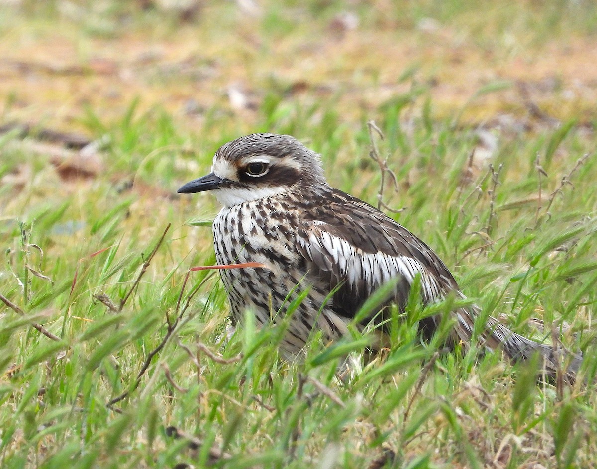 Bush Thick-knee - ML643963391