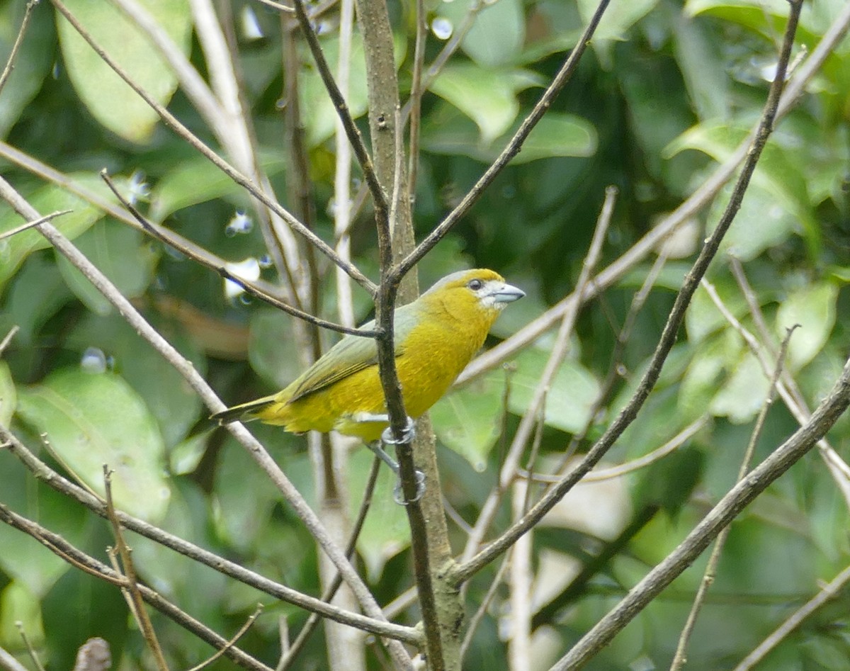 Sarıca Öfonya - ML643963408