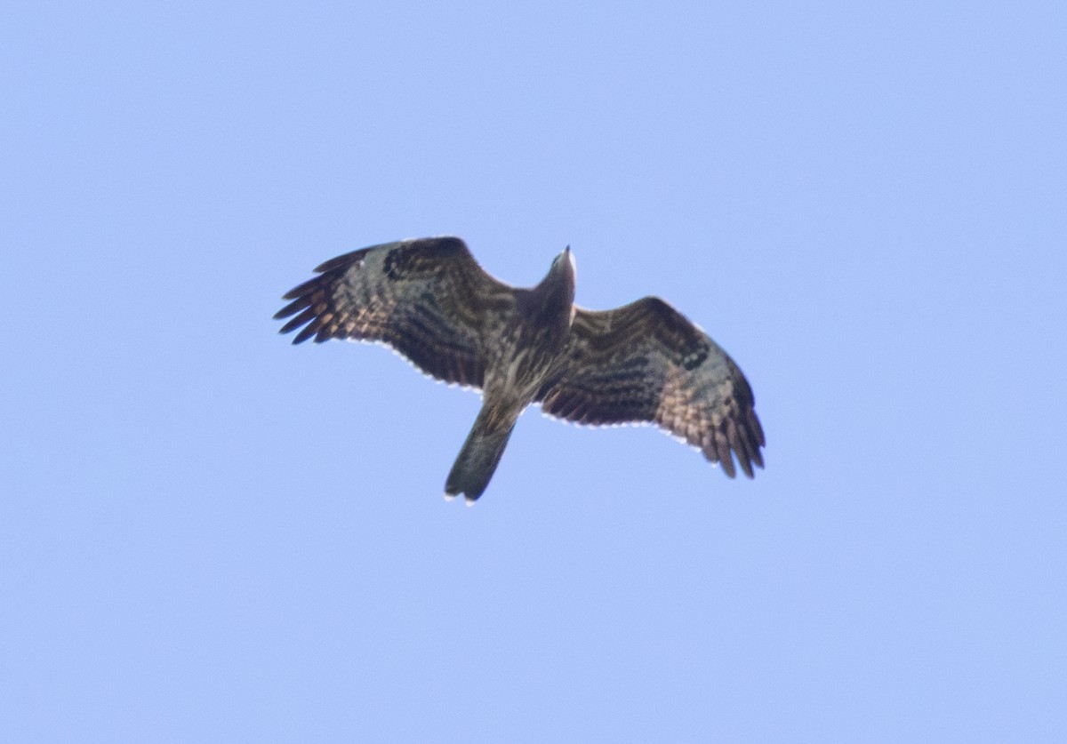 European Honey-buzzard - ML643963420