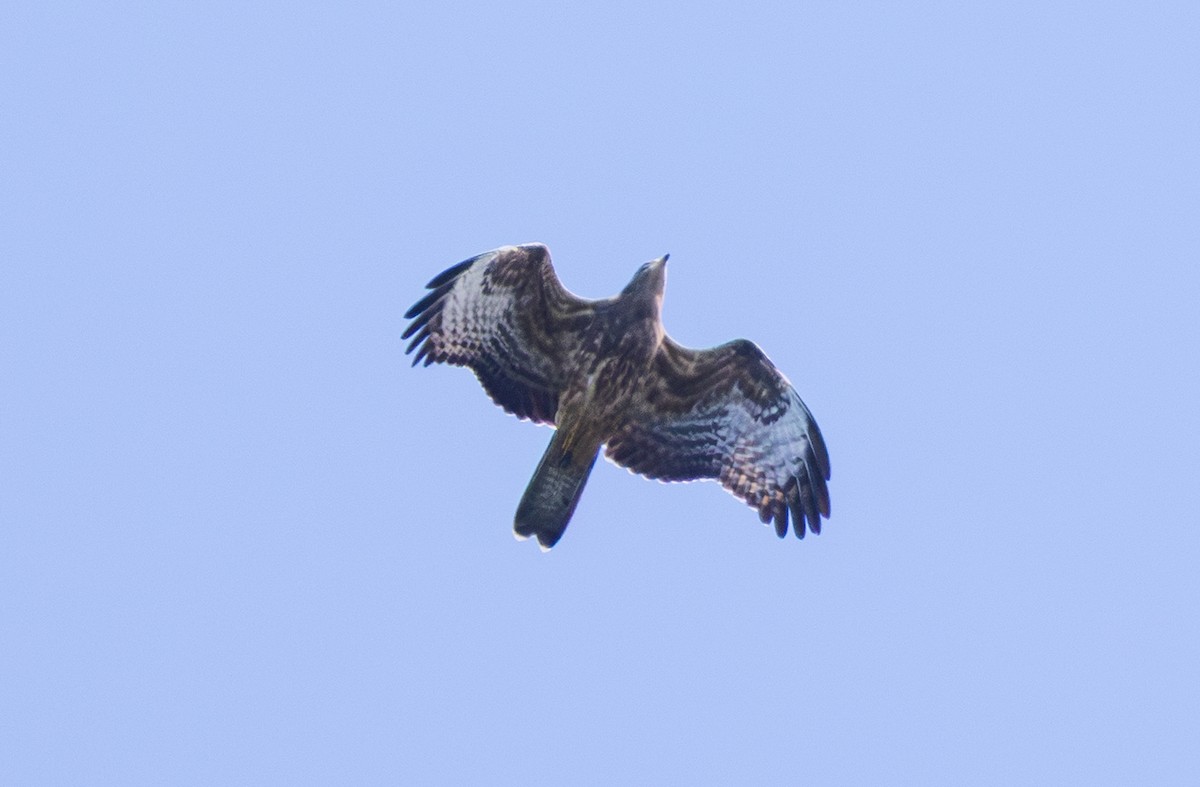 European Honey-buzzard - ML643963421