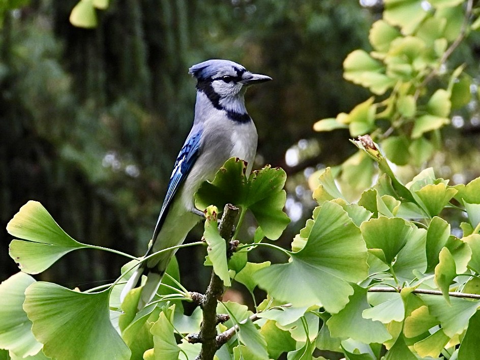 Blue Jay - ML643963424