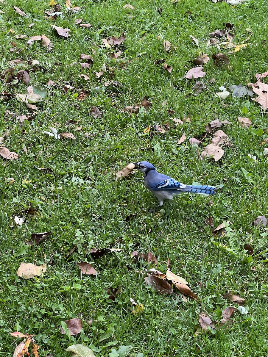 Blue Jay - ML643963425