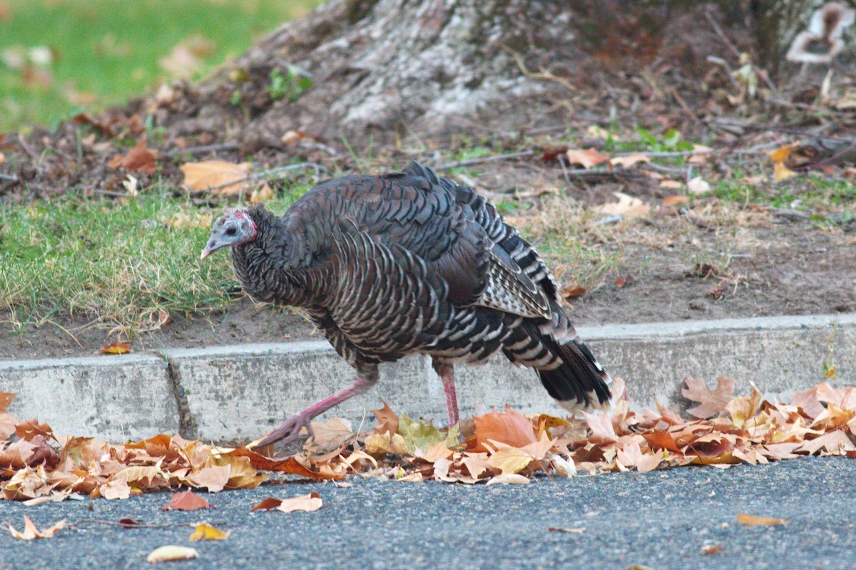Wild Turkey - ML643963431