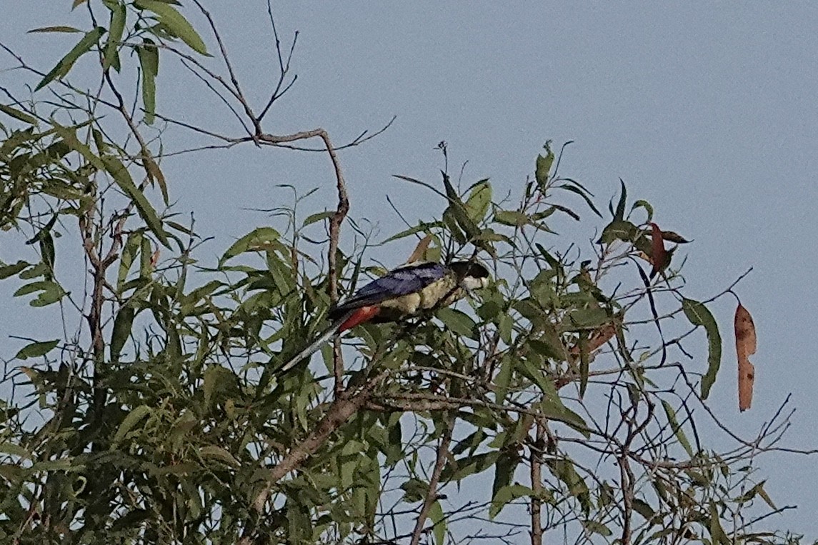 Northern Rosella - ML643963468