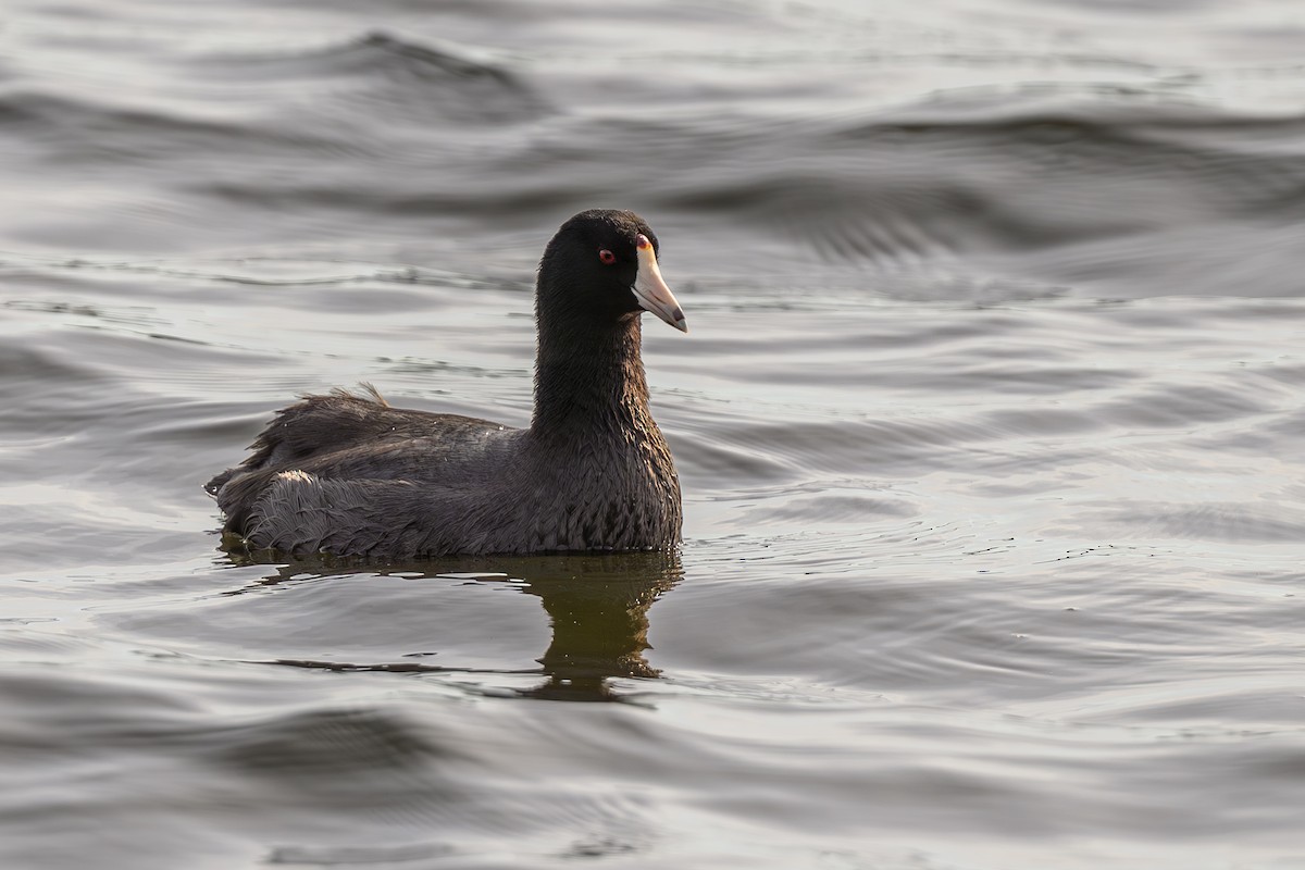 American Coot - ML643963477
