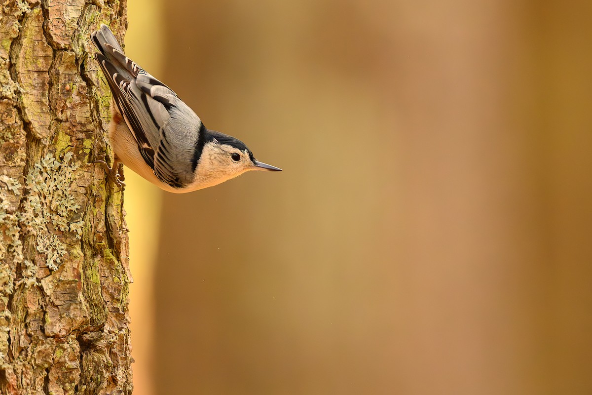 White-breasted Nuthatch - ML643963487