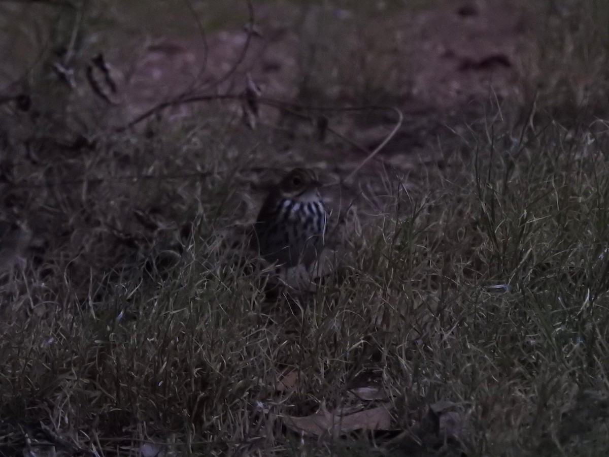 Ovenbird - ML643963504