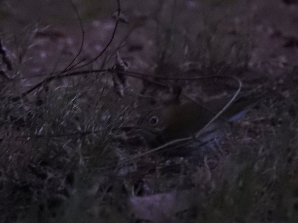 Ovenbird - ML643963505