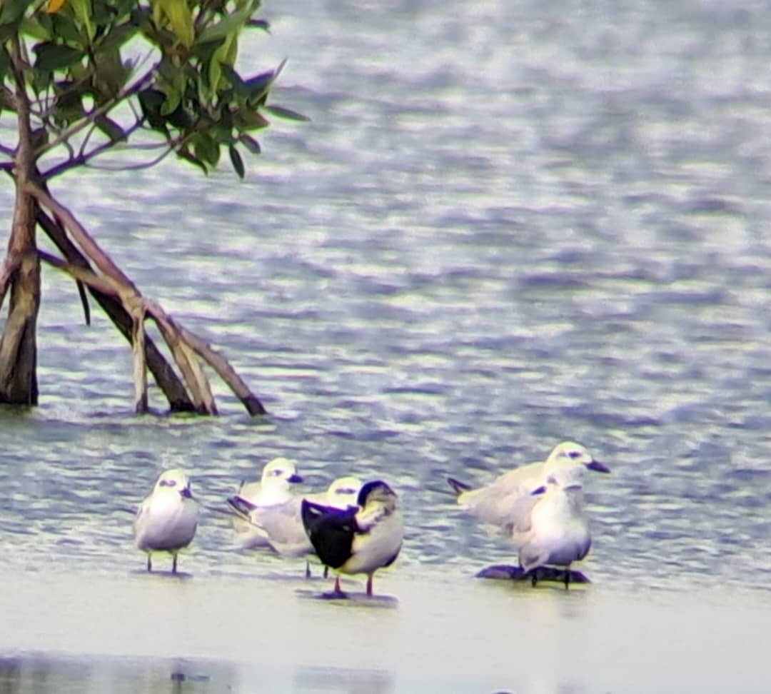 Gull-billed Tern - ML643963523