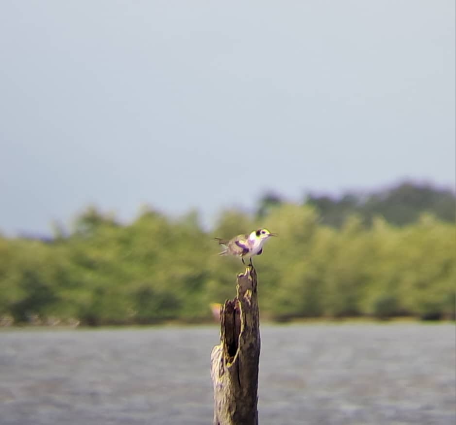 Black Tern - ML643963532