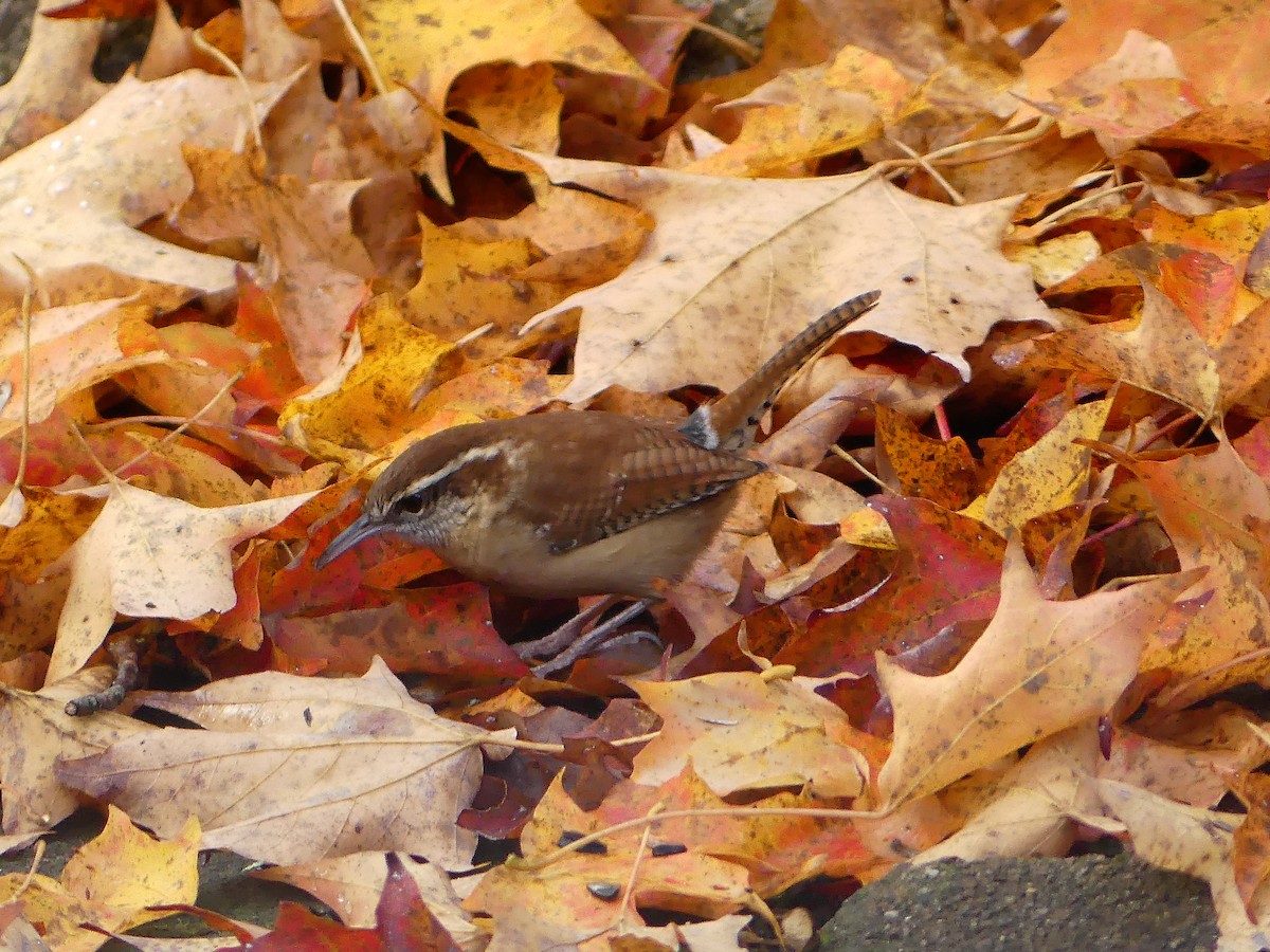 Carolina Wren - ML643963560